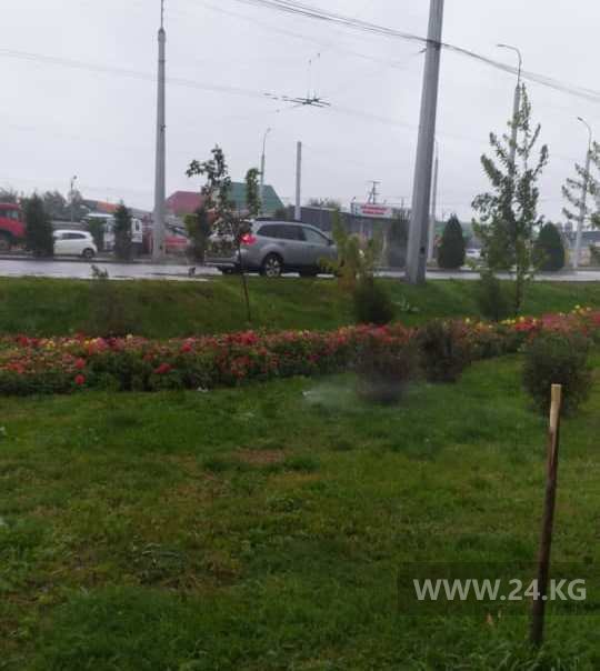 Полив в Бишкеке