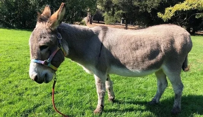 Это одна из фотографий ослика Перри, размещенных в российских СМИ.