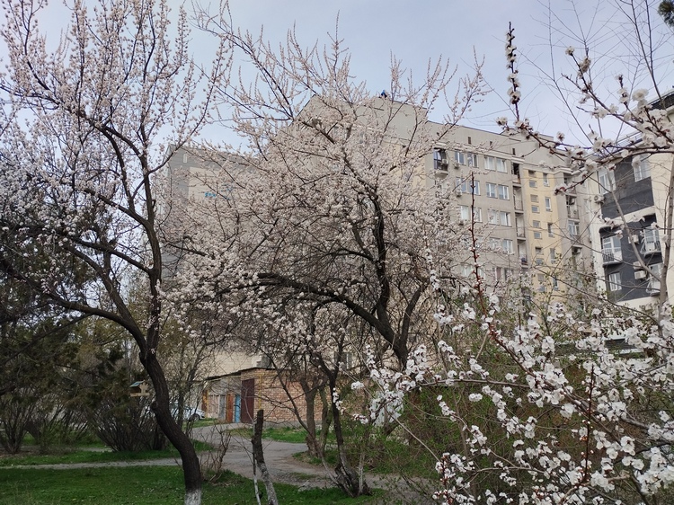 Зацветающий Бишкек, 22 марта