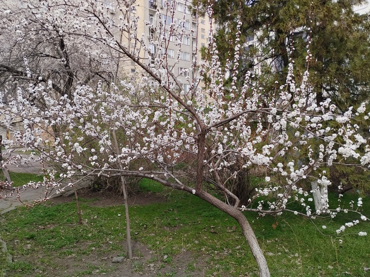 Зацветающий Бишкек, 22 марта