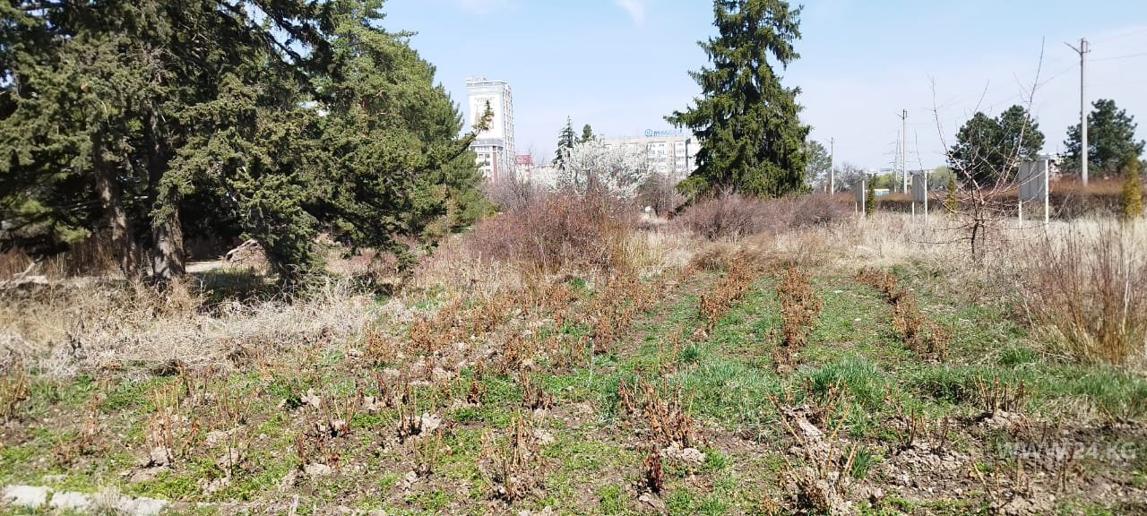 Скоро в Ботаническом саду расцветут розы