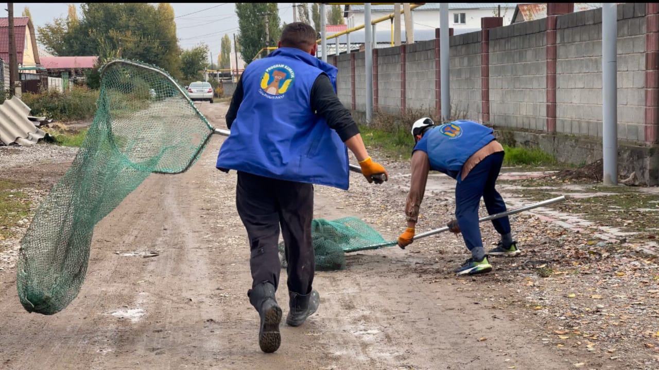 Отлов бродячих собак