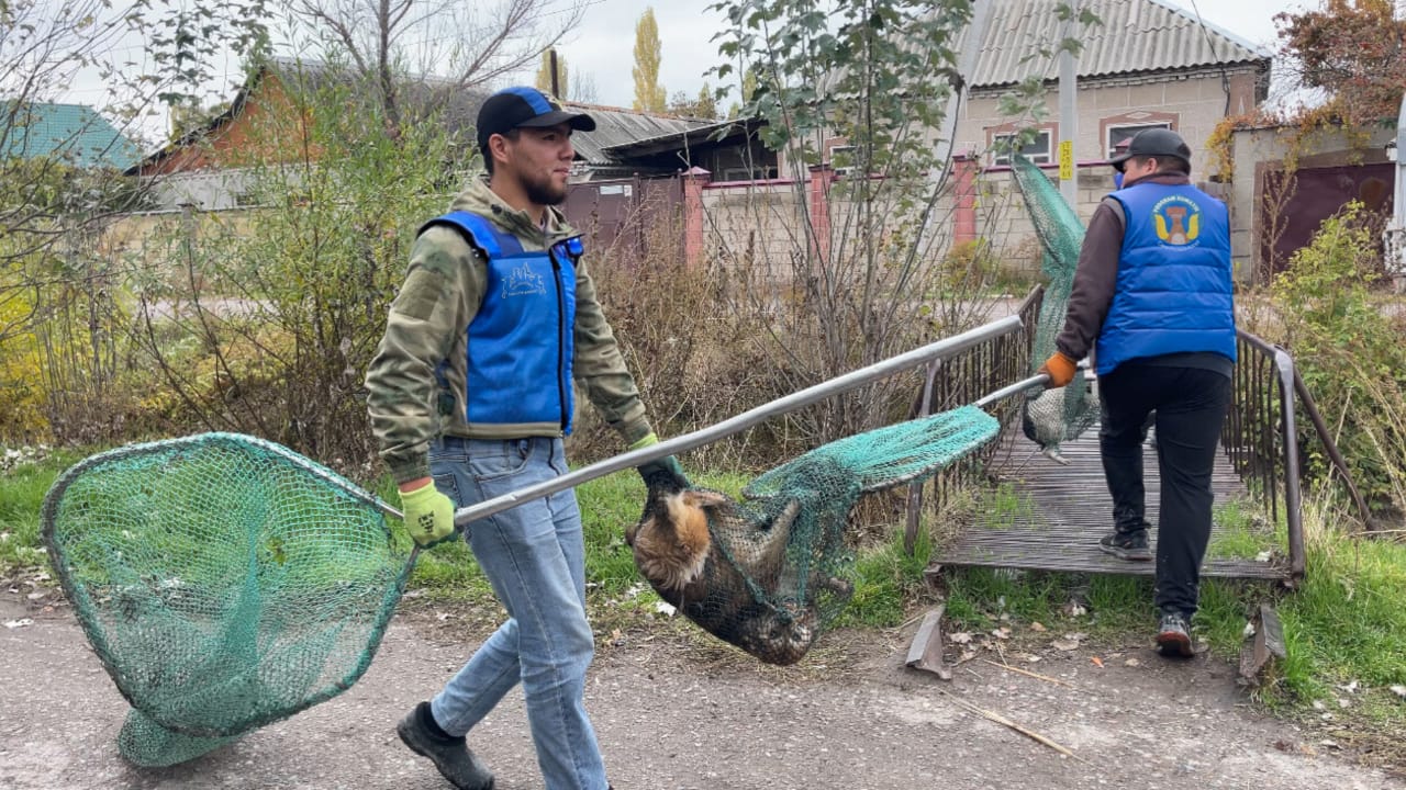 Отлов бродячих собак