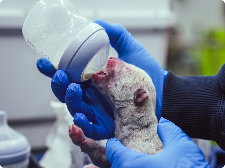 Биотехнологическая компания Colossal Biosciences воссоздала вымерший вид так называемых ужасных волков