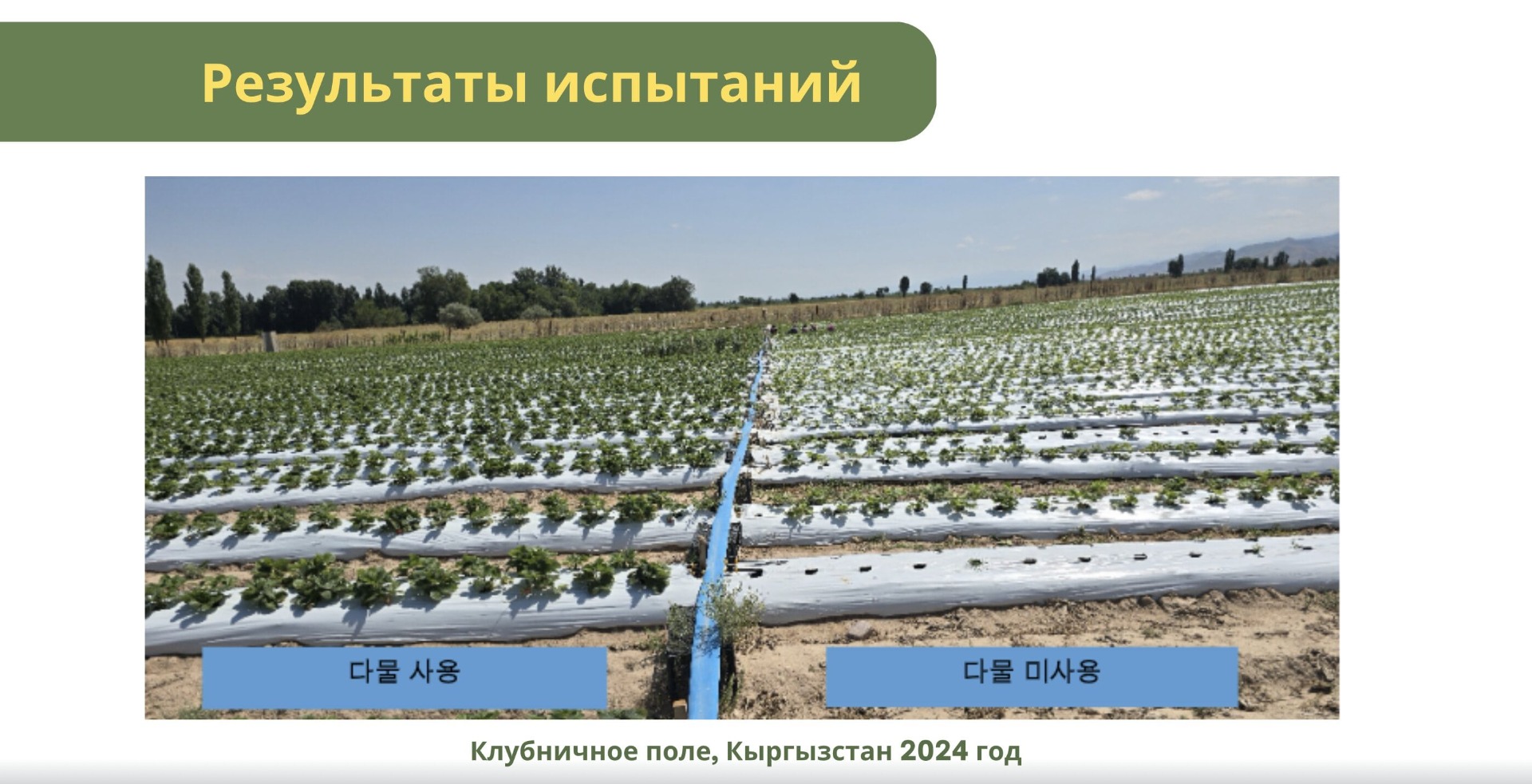 Результаты до (справа) и после (слева) применения удобрения «Дамуль»