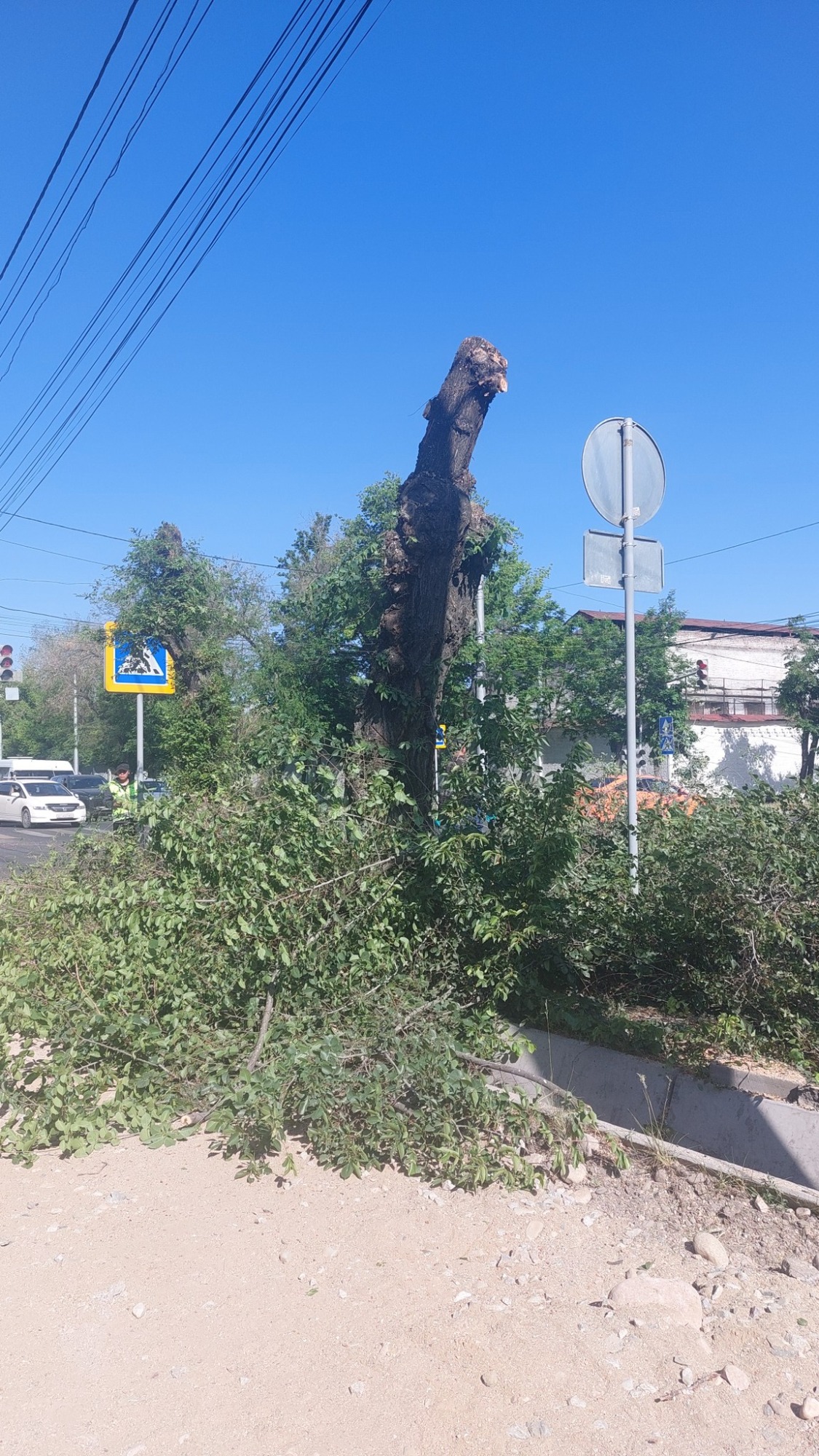 В Бишкеке экоактивисты выступили против вырубки деревьев при строительстве тротуара