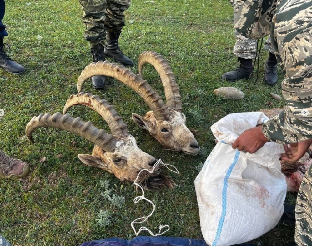 В Ошской области браконьеры застрелили двух редких горных козлов