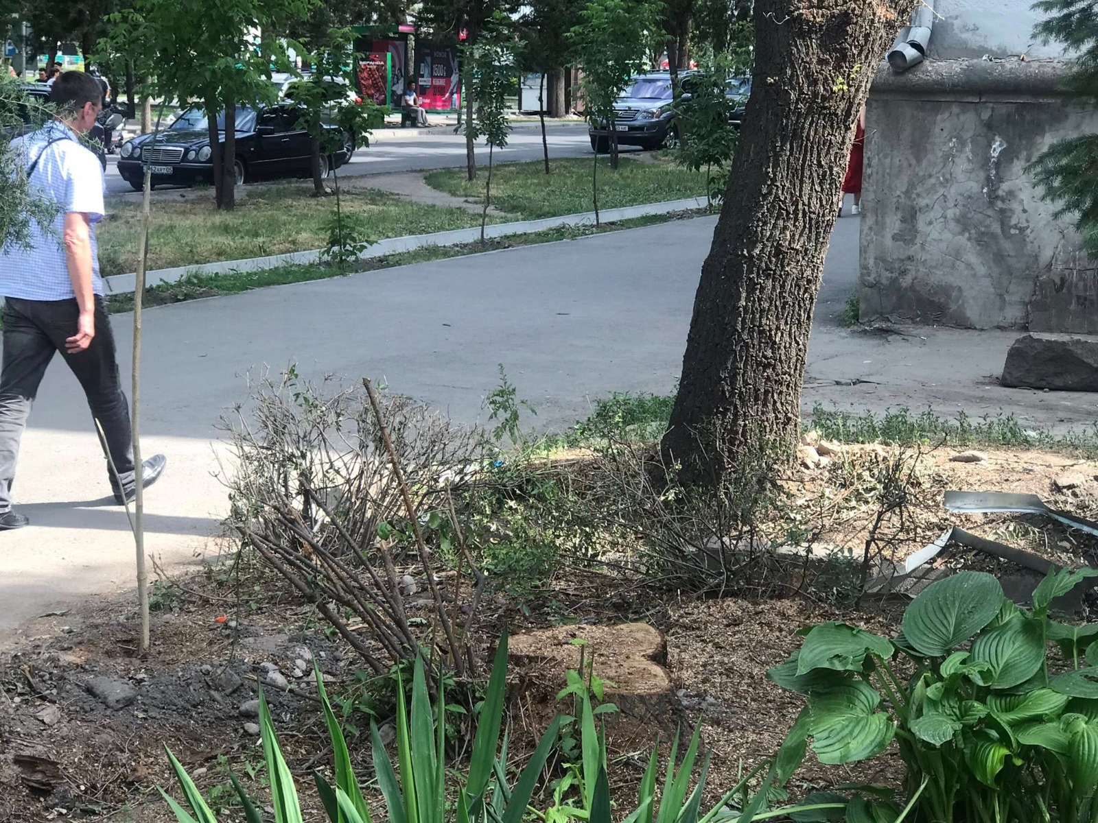 В центре города уничтожили ухоженный газон у кофейни