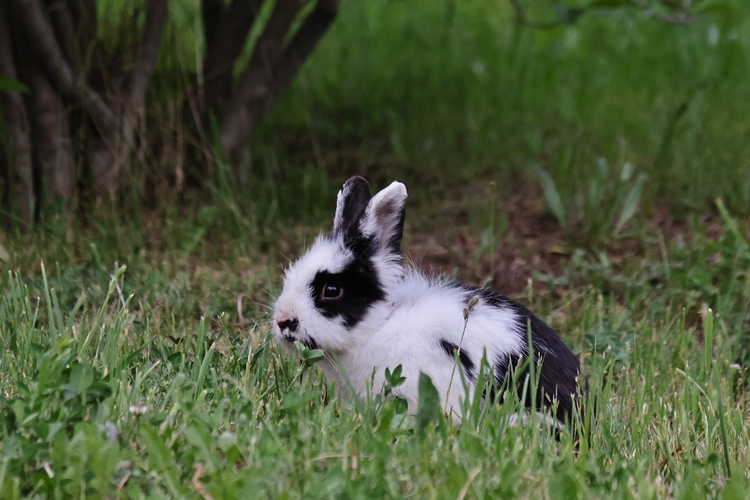 Чолпон-Ата, президентский парк, госрезиденция № 2