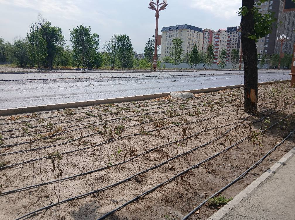 Тысячи высохших роз на проспекте Чингиза Айтматова: бишкекчанка возмущена растратой бюджетных средств