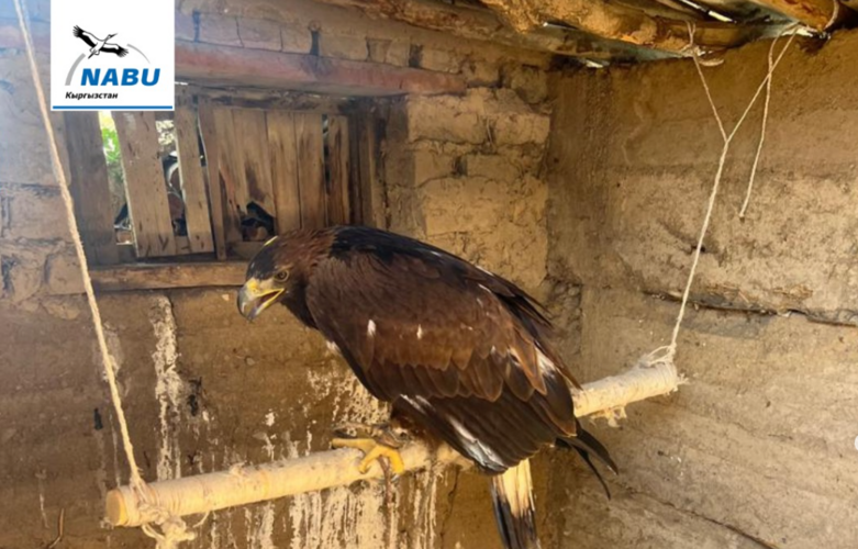 Golden eagles rescued in Issyk-Kul region: Villagers kept predatory birds