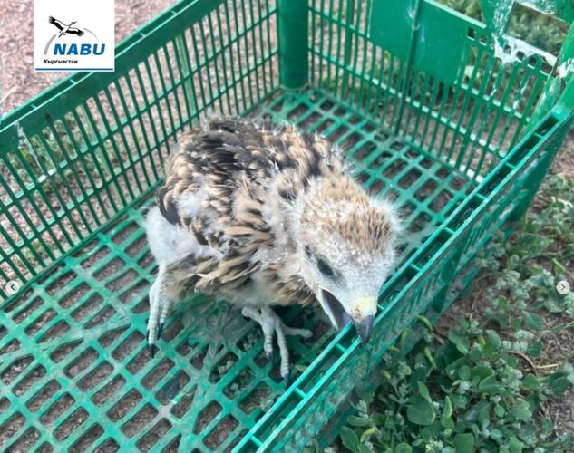 Golden eagles rescued in Issyk-Kul region: Villagers kept predatory birds