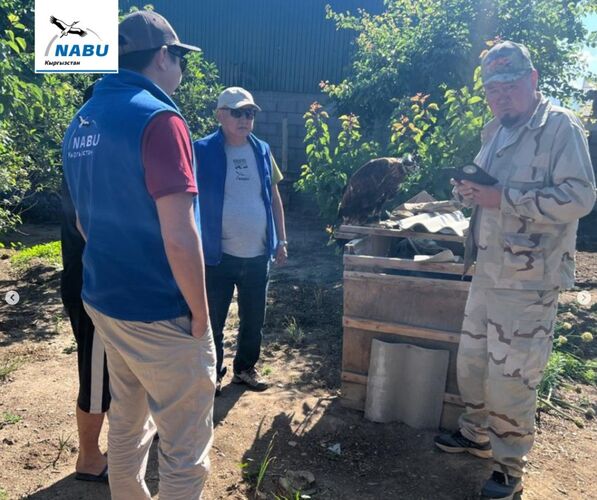 Golden eagles rescued in Issyk-Kul region: Villagers kept predatory birds