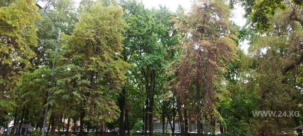 Деревья на бульваре Эркиндик