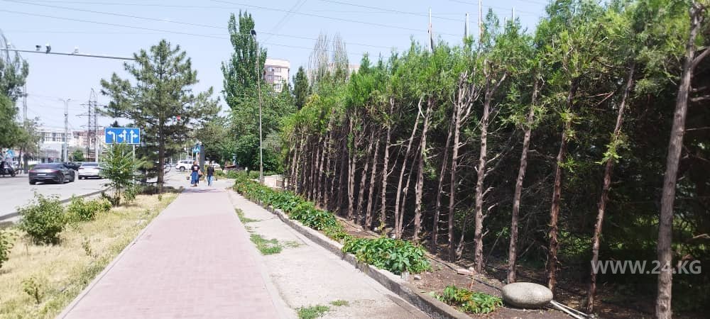 Деревья есть, а тени нет