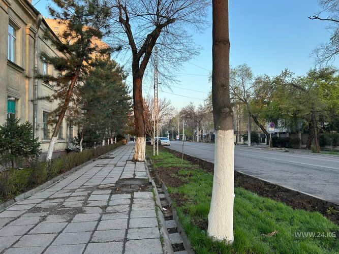 Отсутствие кустарников вдоль дорог приводит к повышению количества аллергических заболеваний, увеличению пыли и росту городского шума