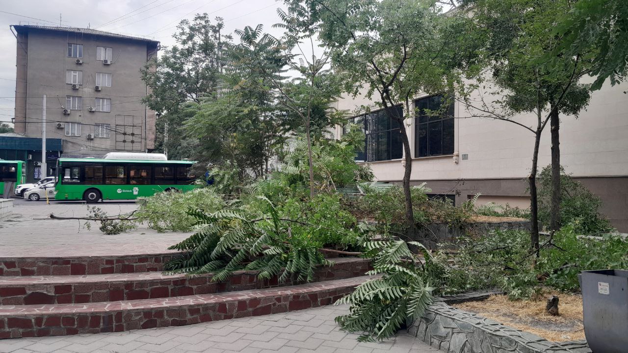 Вырубка деревьев в сквере