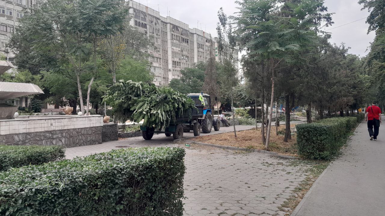 Вырубка деревьев в сквере
