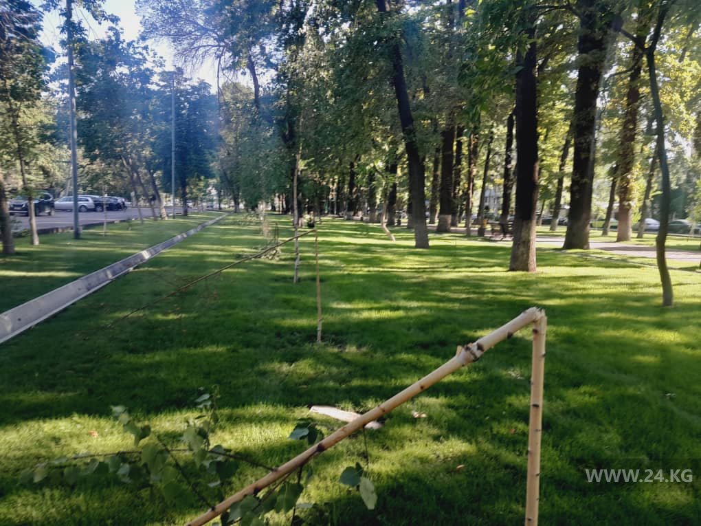 На бульваре Эркиндик сломали молодые деревья