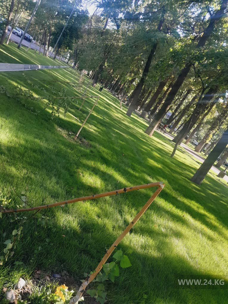 На бульваре Эркиндик сломали молодые деревья
