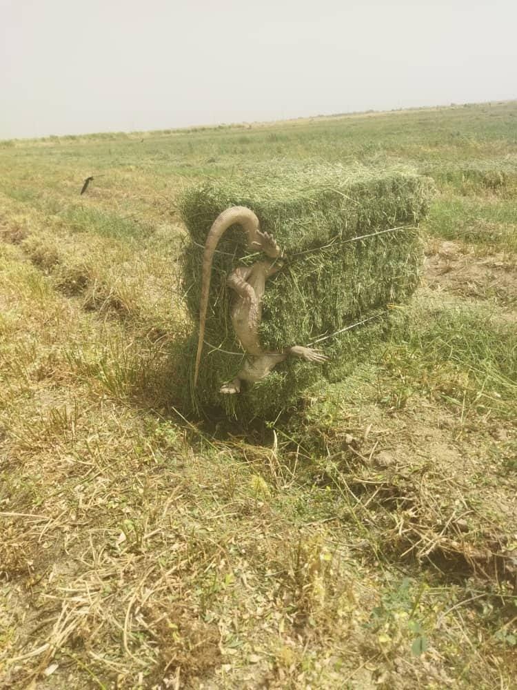 Огромный варан в тюке сена. Неожиданная находка в Шамалды-Сае