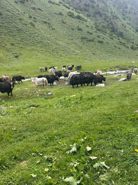 Яки в Алайской долине