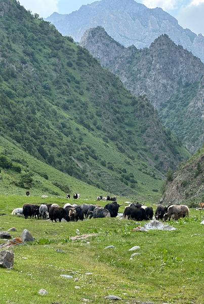 Яки в Алайской долине