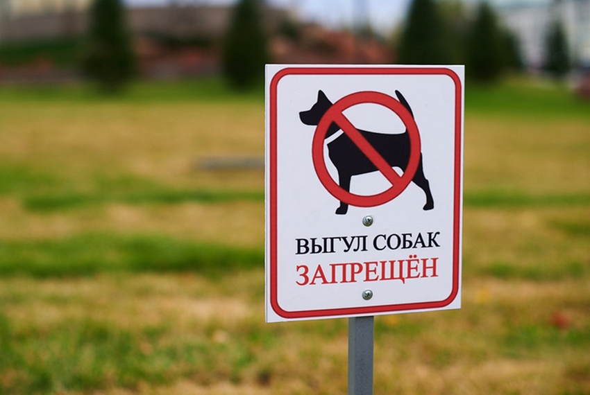 В Бишкеке создают токсичную среду для проживания не только людей, но и ихи питомцек