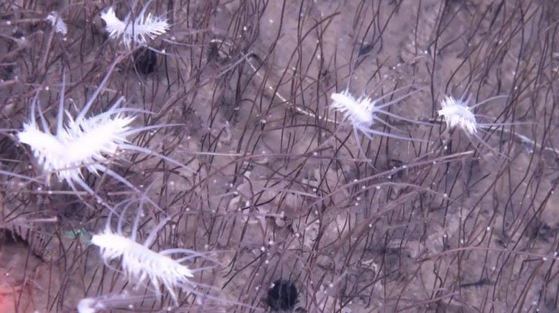 Белые колючие существа называются Macellicephaloides grandicirra