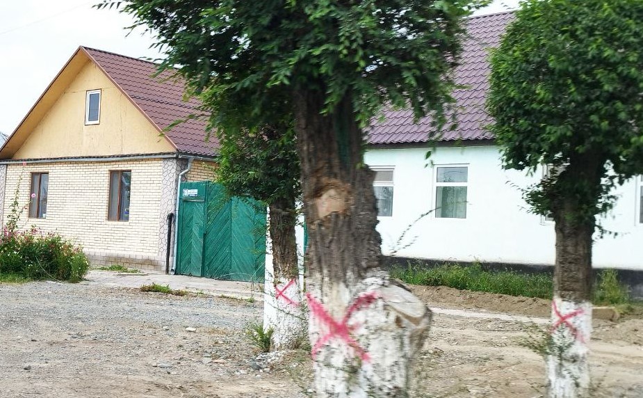 В городе Балыкчи вырубают деревья
