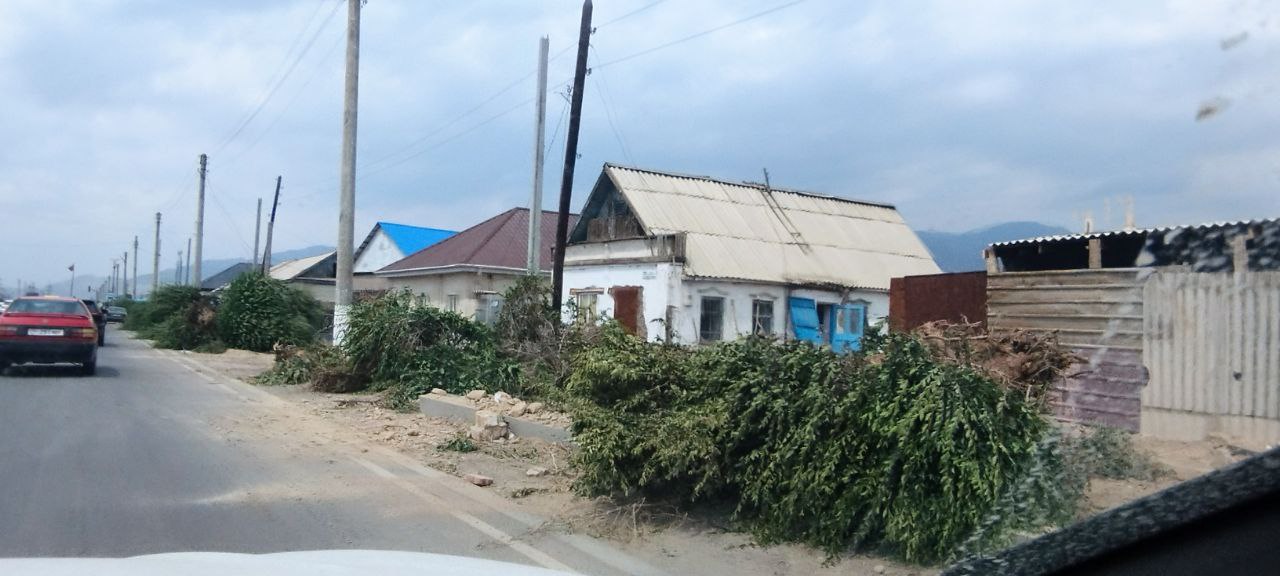 В городе Балыкчи вырубают деревья