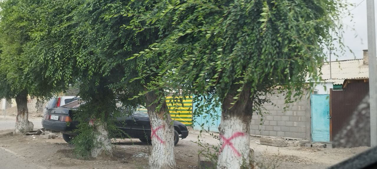 В городе Балыкчи вырубают деревья