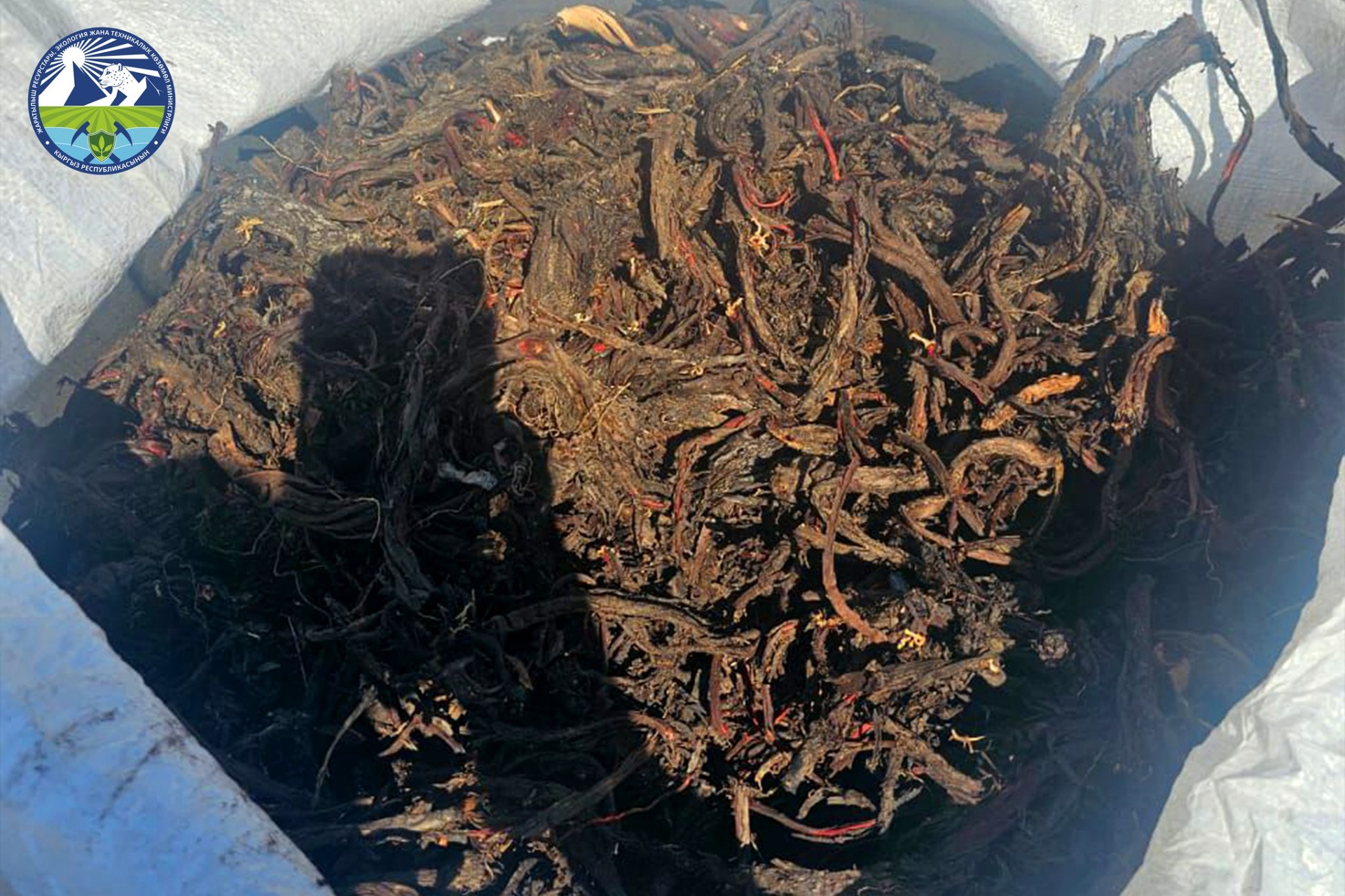 Макратомия