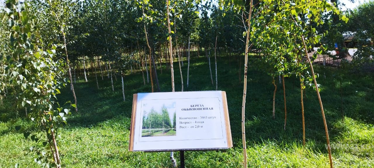 Питомник МП «Бишкекзеленстрой»