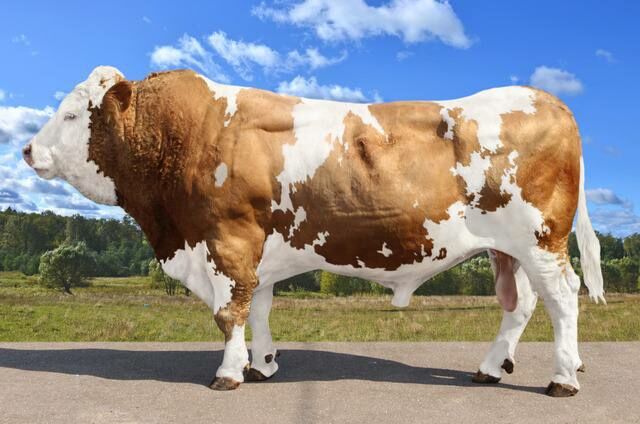 Kyrgyzstan's farmers provided with elite cattle breeding material free ...