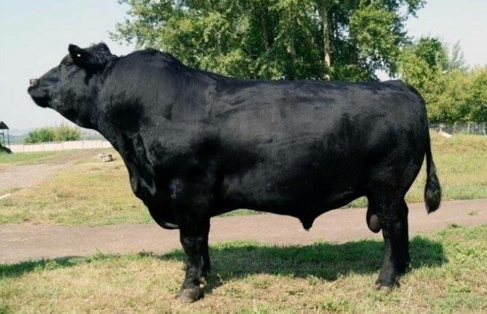 Kyrgyzstan's farmers provided with elite cattle breeding material free ...
