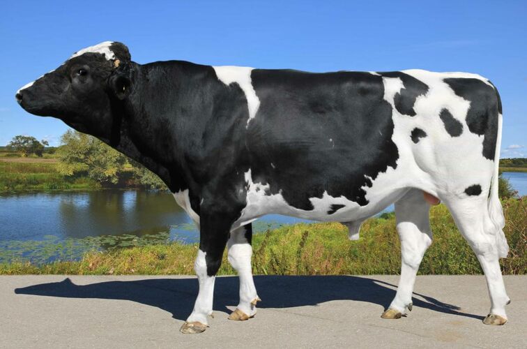 Kyrgyzstan's farmers provided with elite cattle breeding material free ...