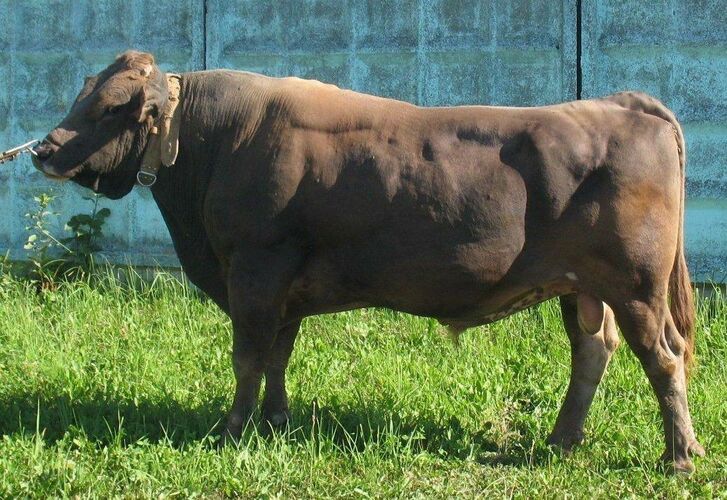 Kyrgyzstan's farmers provided with elite cattle breeding material free ...