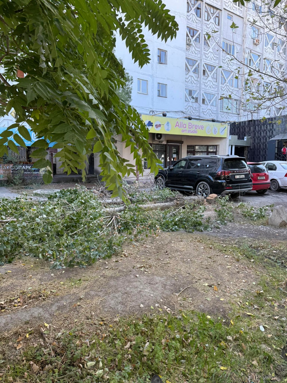 В центре Бишкека срубили два больших дерева
