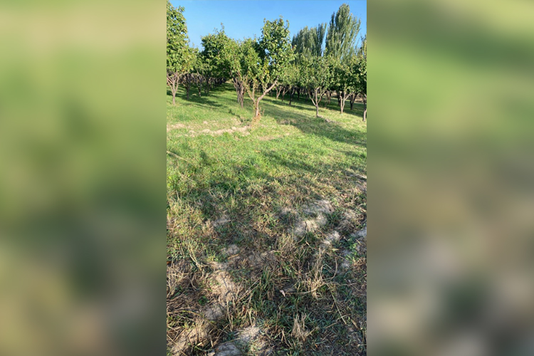 Следствие установило: в тот же день подозреваемый увез девушку в яблоневый сад в районе пляжа «Азамат» села Жениш
