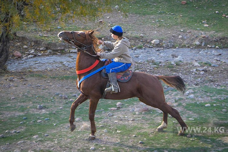 Лошади лучше людей. История кыргызстанки, которая потеснила мужчин в кок бору