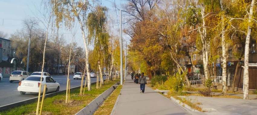 Золотая осень на проспекте Байтика Баатыра в Бишкеке, начало ноября