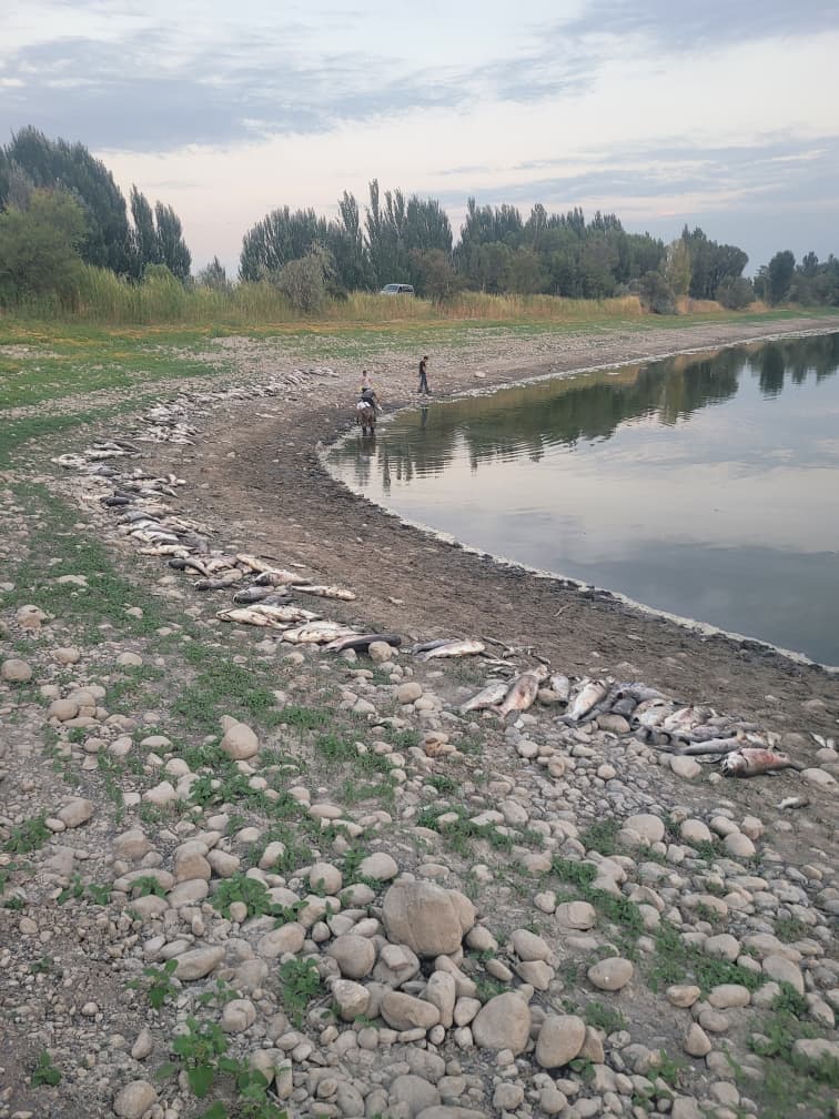 Погибшая рыба