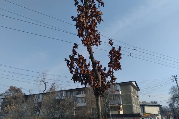 Дорогие канадские клены