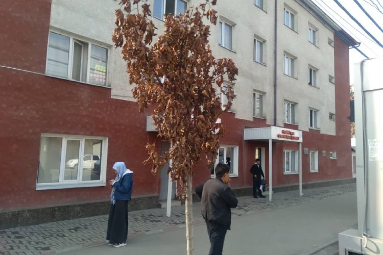 Дорогостоящие саженцы деревьев