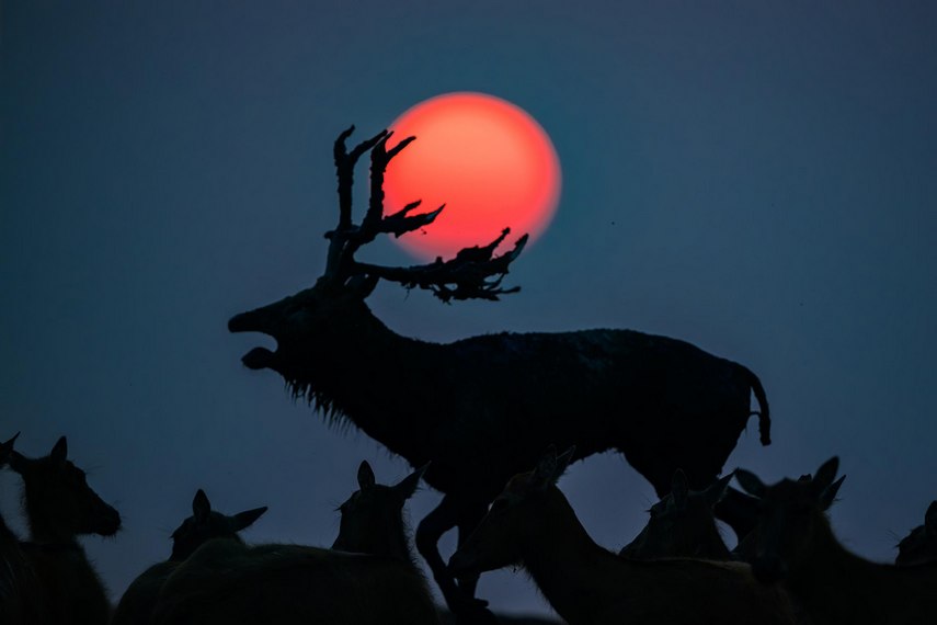 Коронация короля
