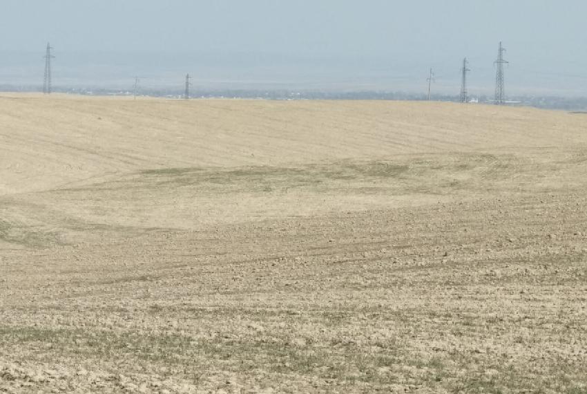 Нива Золотой долины, Аламединский район