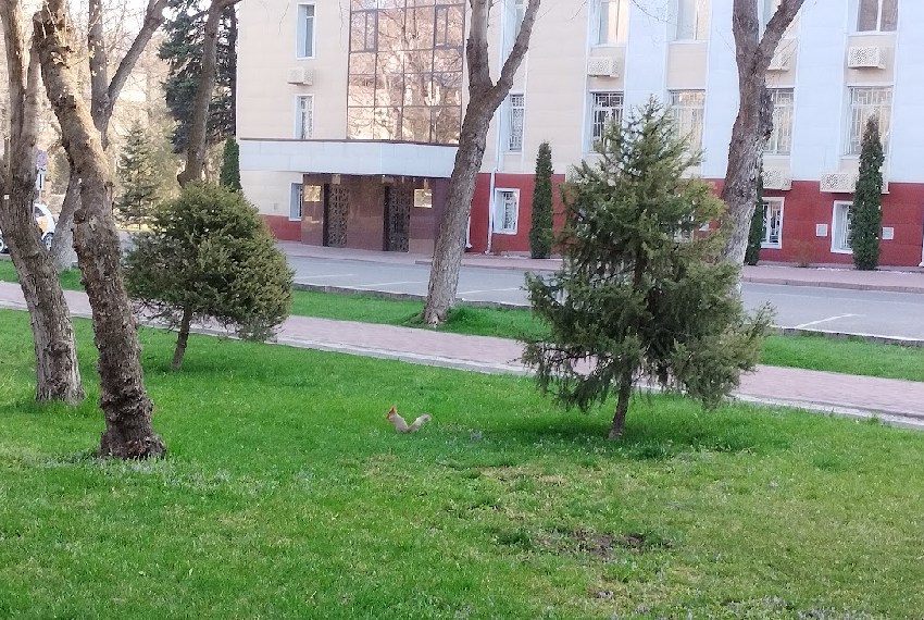 Бишкек, белка в сквере имени Таттыбубу Турсунбаевой