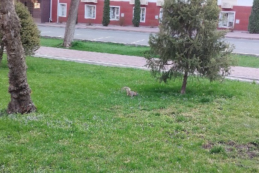 Бишкек, белка в сквере имени Таттыбубу Турсунбаевой