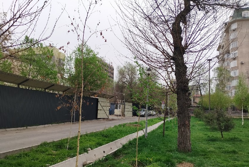 Засохшие березы в сквере имени Горького